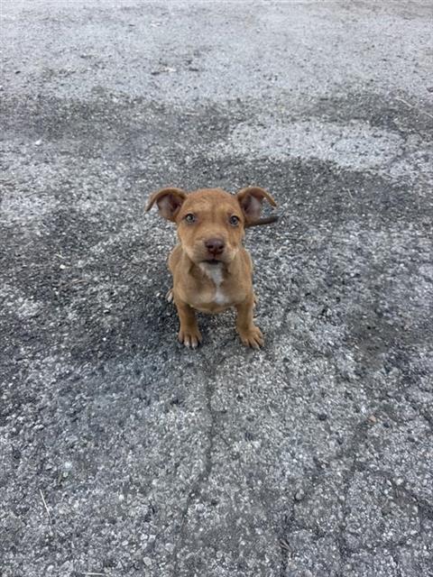 Shelter Stray Female Dog last seen Near BLOCK W CESAR E CHAVEZ BLV, 4710 TX-151, San Antonio, TX 78227, USA