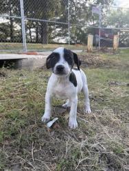 Shelter Stray Female Dog last seen Near BLOCK W CESAR E CHAVEZ BLV, 4710 TX-151, San Antonio, TX 78227, USA