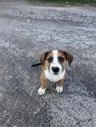 Shelter Stray Male Dog last seen Near BLOCK W CESAR E CHAVEZ BLV, 4710 TX-151, San Antonio, TX 78227, USA