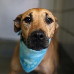 Shelter Stray Female Dog last seen Near BLOCK RIGSBY AVE, 4710 TX-151, San Antonio, TX 78227, USA