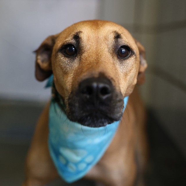 Shelter Stray Female Dog last seen Near BLOCK RIGSBY AVE, 4710 TX-151, San Antonio, TX 78227, USA