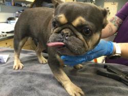 Shelter Stray Female Dog last seen Near BLOCK MARLEY DR, RIVERSIDE CA 92506, 6851 Van Buren Boulevard, Jurupa Valley, CA 92509, USA