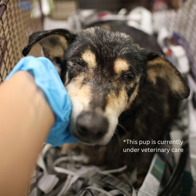Shelter Stray Female Dog last seen NW 22ND, 4710 TX-151, San Antonio, TX 78227, USA