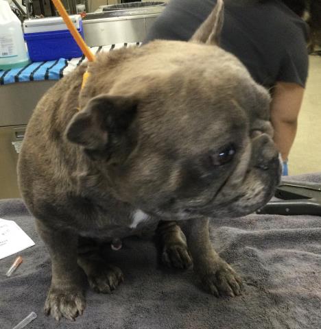 Shelter Stray Female Dog last seen Near BLOCK MARLEY DR, RIVERSIDE CA 92506, 6851 Van Buren Boulevard, Jurupa Valley, CA 92509, USA