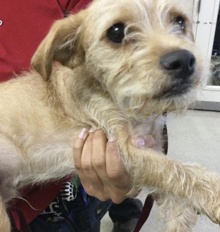 Shelter Stray Male Dog last seen Near BLOCK LIMONITE AVE, JURUPA VALLEY, CA 92509, 6851 Van Buren Boulevard, Jurupa Valley, CA 92509, USA