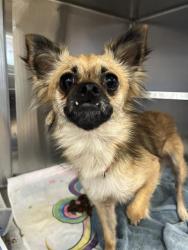 Shelter Stray Female Dog last seen Near BLOCK VALLEY RD, 130 Beyer Way, Chula Vista, CA 91911, USA