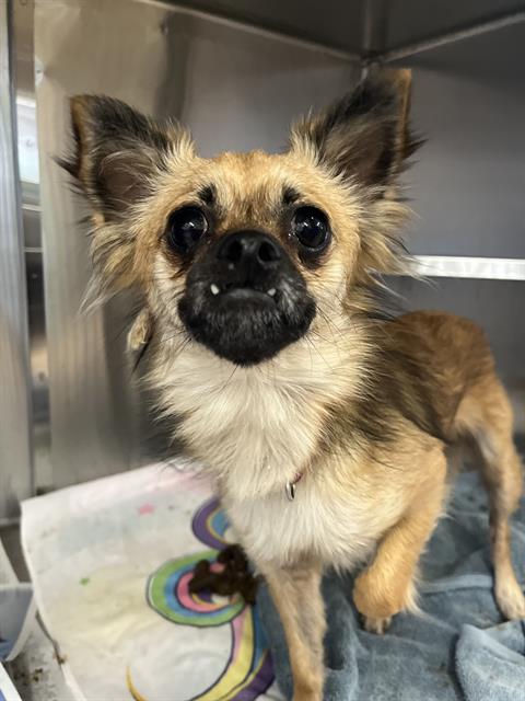 Shelter Stray Female Dog last seen Near BLOCK VALLEY RD, 130 Beyer Way, Chula Vista, CA 91911, USA