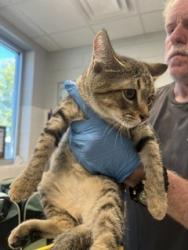 Shelter Stray Male Cat last seen ALAMANCE COUNTY, 221 Stone Quarry Rd, Burlington, NC 27217, USA