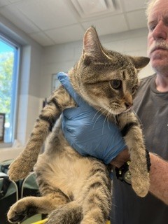 Shelter Stray Male Cat last seen ALAMANCE COUNTY, 221 Stone Quarry Rd, Burlington, NC 27217, USA