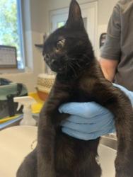 Shelter Stray Female Cat last seen ALAMANCE COUNTY, 221 Stone Quarry Rd, Burlington, NC 27217, USA