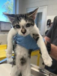 Shelter Stray Female Cat last seen ALAMANCE COUNTY, 221 Stone Quarry Rd, Burlington, NC 27217, USA