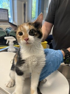 Shelter Stray Female Cat last seen ALAMANCE COUNTY, 221 Stone Quarry Rd, Burlington, NC 27217, USA