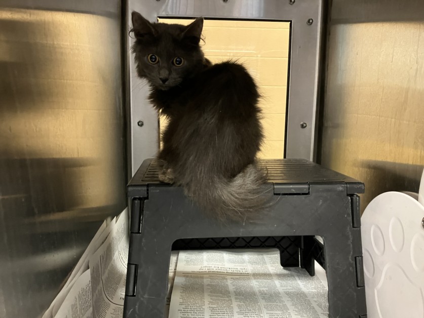Shelter Stray Unknown Cat last seen Near BLOCK W COLUMBINE LN, WICHITA KS 67204, 3303 N Hillside St, Wichita, KS 67219, USA