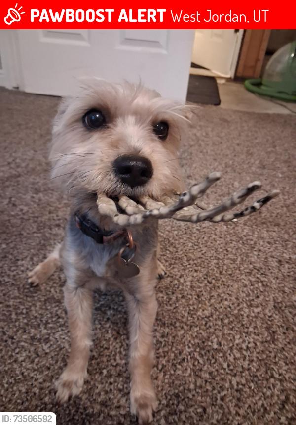 Lost Female Dog last seen By West Jordan high-school, West Jordan, UT 84088