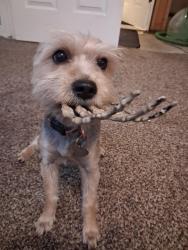 Lost Female Dog last seen By West Jordan high-school, West Jordan, UT 84088