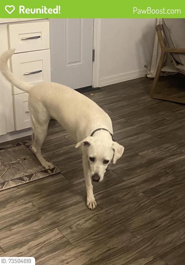Reunited Female Dog last seen Flora Way - Kiffin Elementary School, Golden, CO 80401