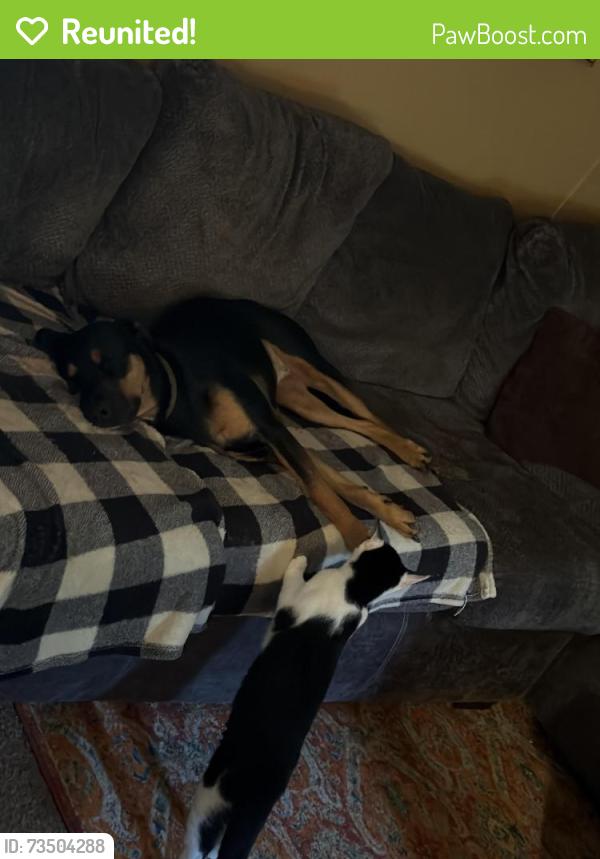 Reunited Female Dog last seen Lonesome cedar, Hurricane, WV 25526