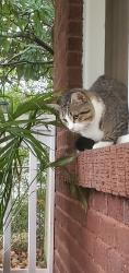 Found/Stray Male Cat last seen heywood rd, Asheville, NC 28806