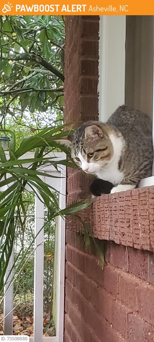 Found/Stray Male Cat last seen heywood rd, Asheville, NC 28806