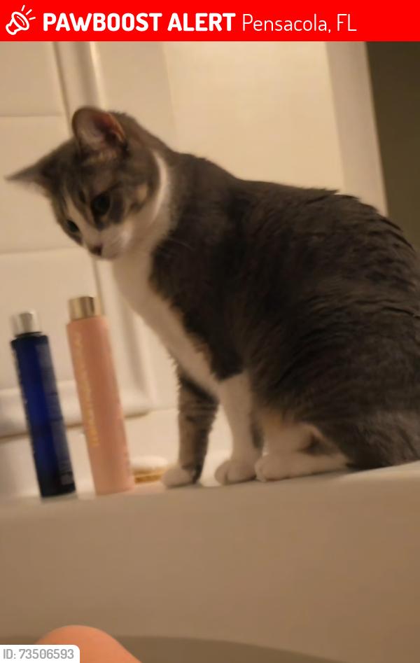 Lost Female Cat last seen Angel cove apmts, Pensacola, FL 32507