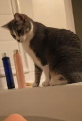 Lost Female Cat last seen Angel cove apmts, Pensacola, FL 32507