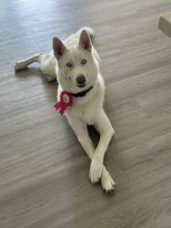 Lost Female Dog last seen Washington street, Ogden, UT 84401