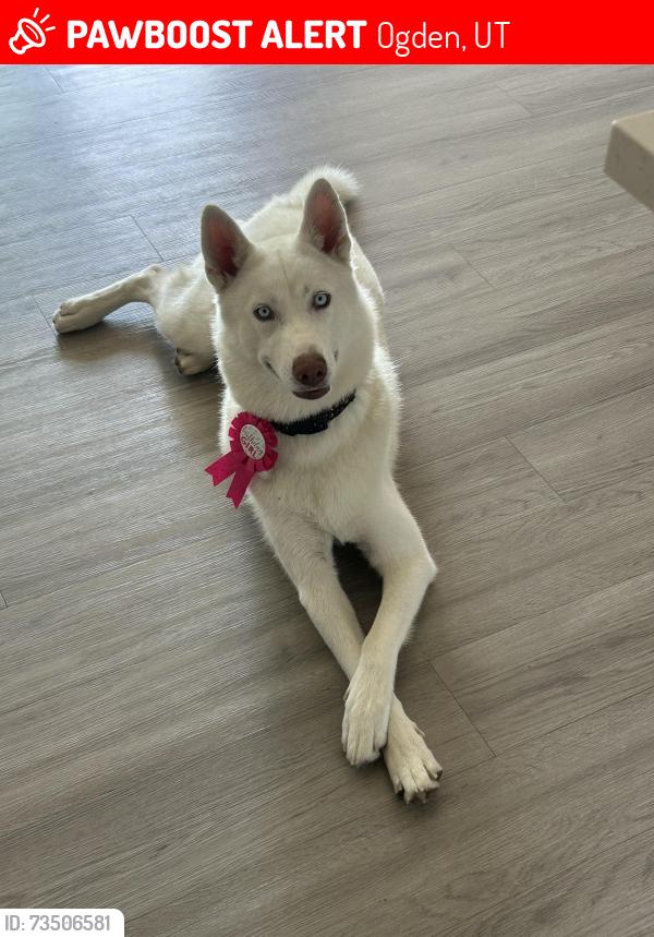 Lost Female Dog last seen Washington street, Ogden, UT 84401