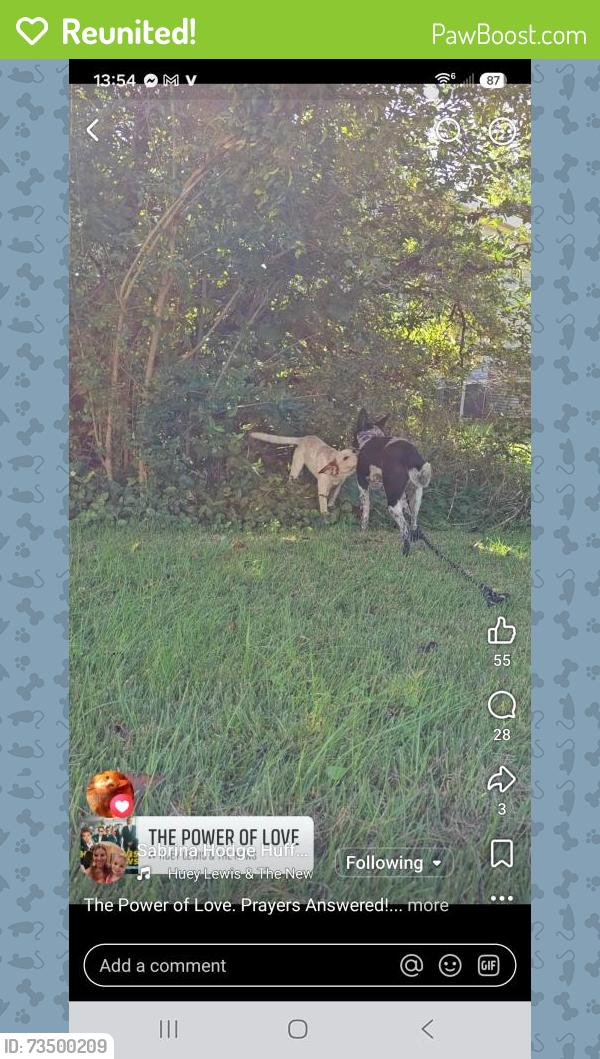 Reunited Female Dog last seen Walker Road and Morganton Road, Maryville, TN 37737