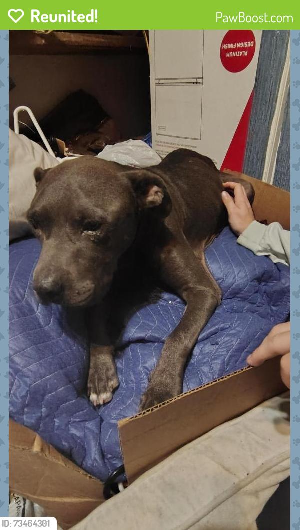 Reunited Male Dog last seen Neighborhood behind Atwoods off Loop 323, Tyler, TX 75702