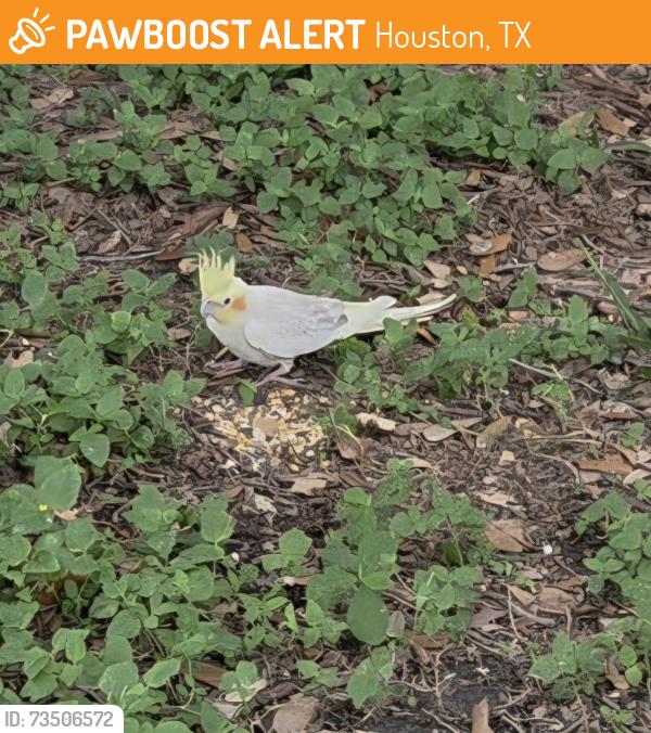 Found/Stray Unknown Bird last seen Near the academy sports and outdoors store at the i-10 and hwy 99 intersection, Houston, TX 77450