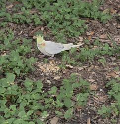 Found/Stray Unknown Bird last seen Near the academy sports and outdoors store at the i-10 and hwy 99 intersection, Houston, TX 77450
