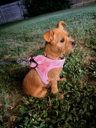 Found/Stray Female Dog last seen Wheatley Heights Sport Complex, San Antonio, TX 78220