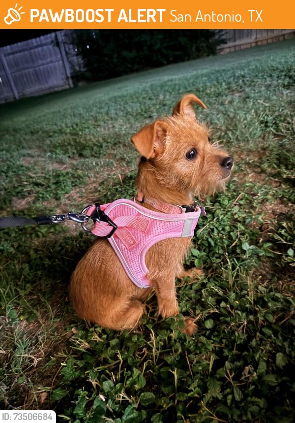 Found/Stray Female Dog last seen Wheatley Heights Sport Complex, San Antonio, TX 78220