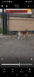 Reunited Male Dog last seen B St northwest, Auburn, WA 98001