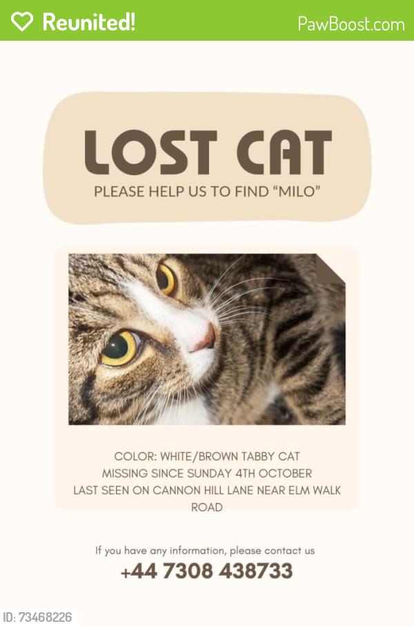 Reunited Male Cat last seen Bus stops, Greater London, England SW20 9HQ