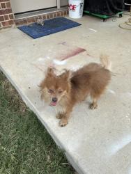 Reunited Male Dog last seen Iron Ore Trail and Lead Creek, Fort Worth, TX 76131