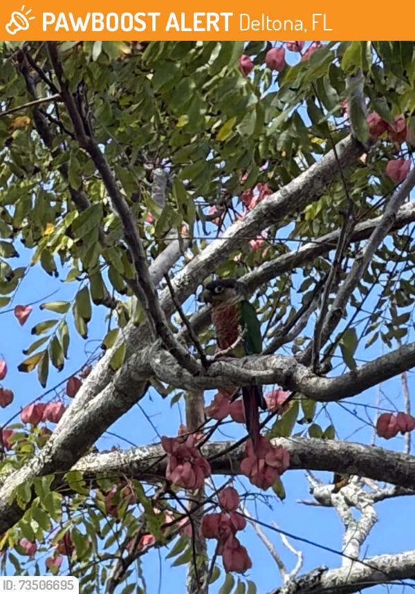 Found/Stray Unknown Bird last seen Amazon warehouse, Deltona, FL 32725