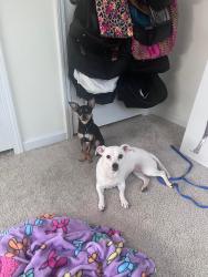Reunited Female Dog last seen Near Bayou Court, Knightdale, NC, Knightdale, NC 27545
