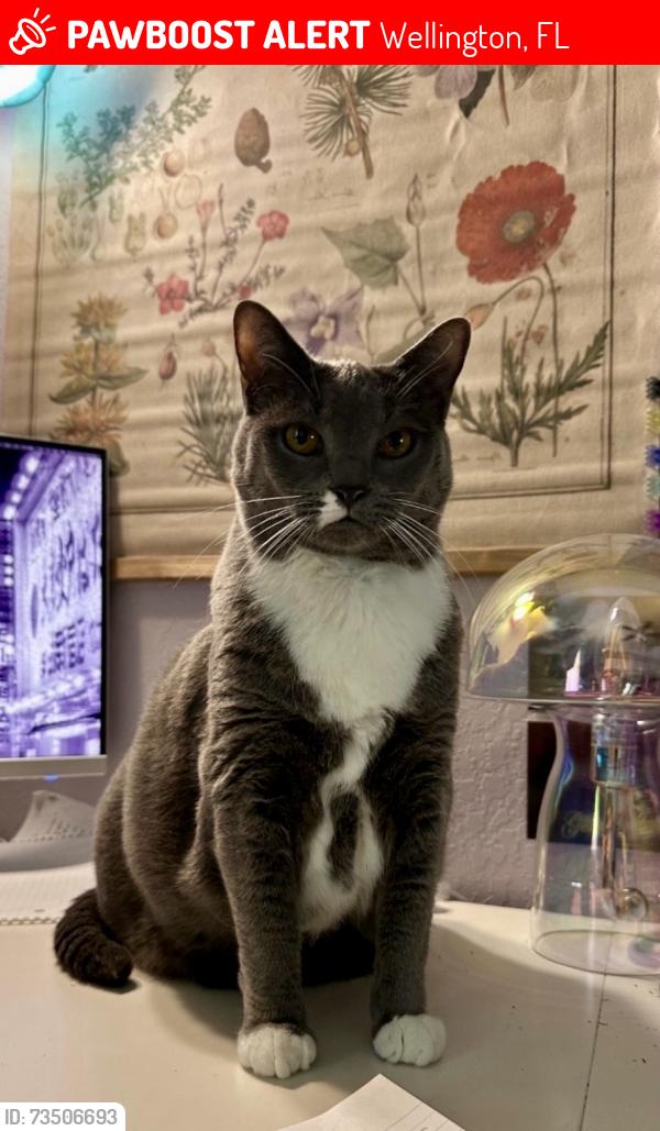 Lost Female Cat last seen Isles Blvd, Wellington, FL 33449