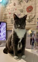 Lost Female Cat last seen Isles Blvd, Wellington, FL 33449