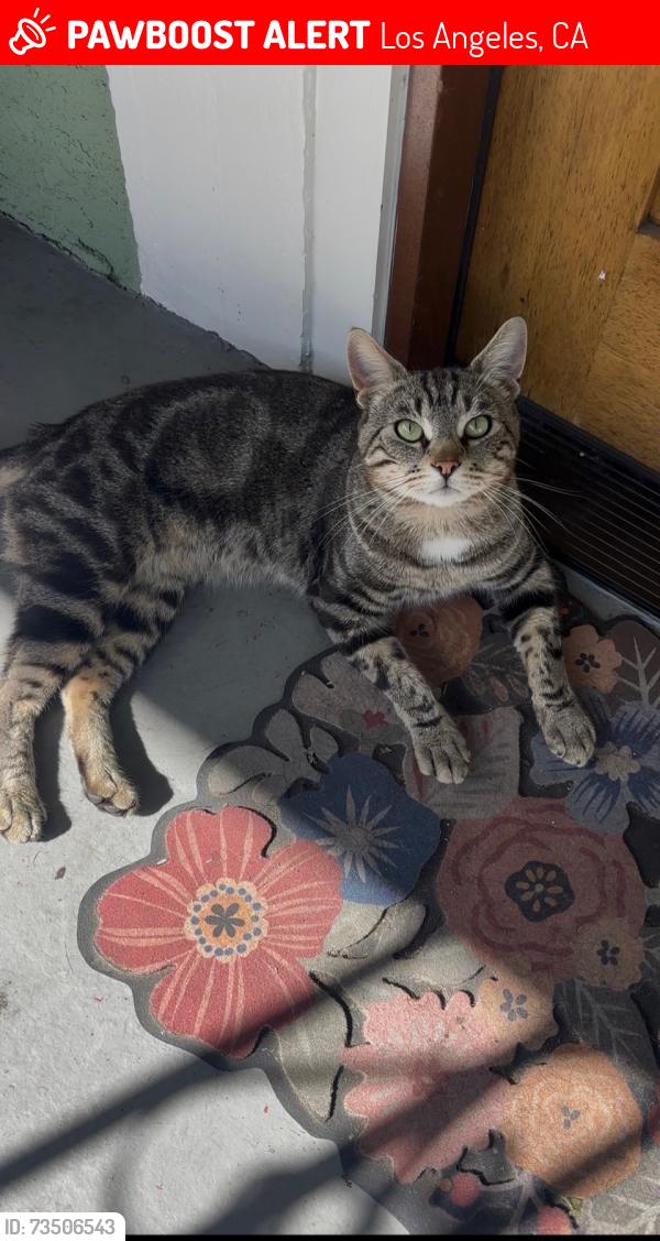 Lost Male Cat last seen W Vernon Ave & S Hoover St, Los Angeles, CA 90037