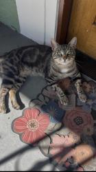 Lost Male Cat last seen W Vernon Ave & S Hoover St, Los Angeles, CA 90037