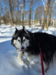 Reunited Male Dog last seen Indianola Avenue and Cooke Road area Columbus, OH 43214, Columbus, OH 43214