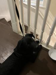 Found/Stray Unknown Dog last seen near Pulaski Park, Chicago, IL 60642