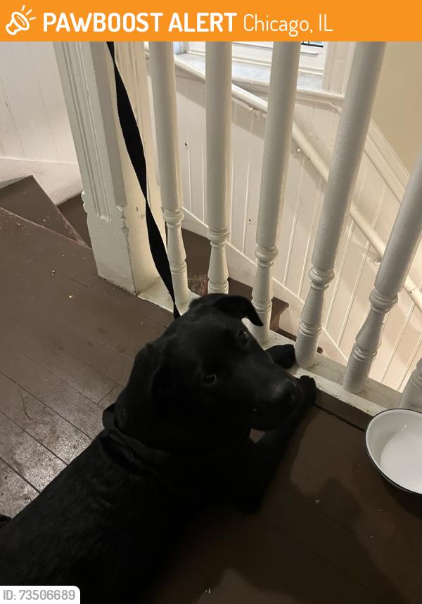 Found/Stray Unknown Dog last seen near Pulaski Park, Chicago, IL 60642