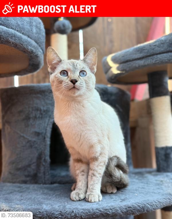 Lost Female Cat last seen Sullivan rd, Twentynine Palms, CA 92277