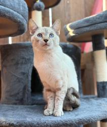 Lost Female Cat last seen Sullivan rd, Twentynine Palms, CA 92277