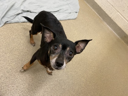 Shelter Stray Female Dog last seen Near sw 37th ave sw, Vero Beach, FL, 6230 77th St, Vero Beach, FL 32967, USA