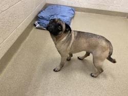 Shelter Stray Female Dog last seen Near sw 37th ave sw, Vero Beach, FL, 6230 77th St, Vero Beach, FL 32967, USA