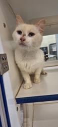 Shelter Stray Male Cat last seen Near Booker Street, IRC AC, FL, 6230 77th St, Vero Beach, FL 32967, USA